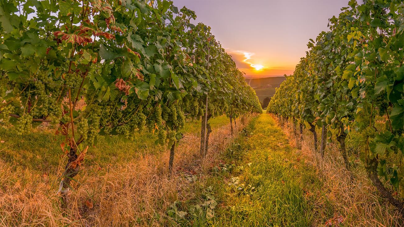 14311240_1155960634478222_4145348532868808373_o