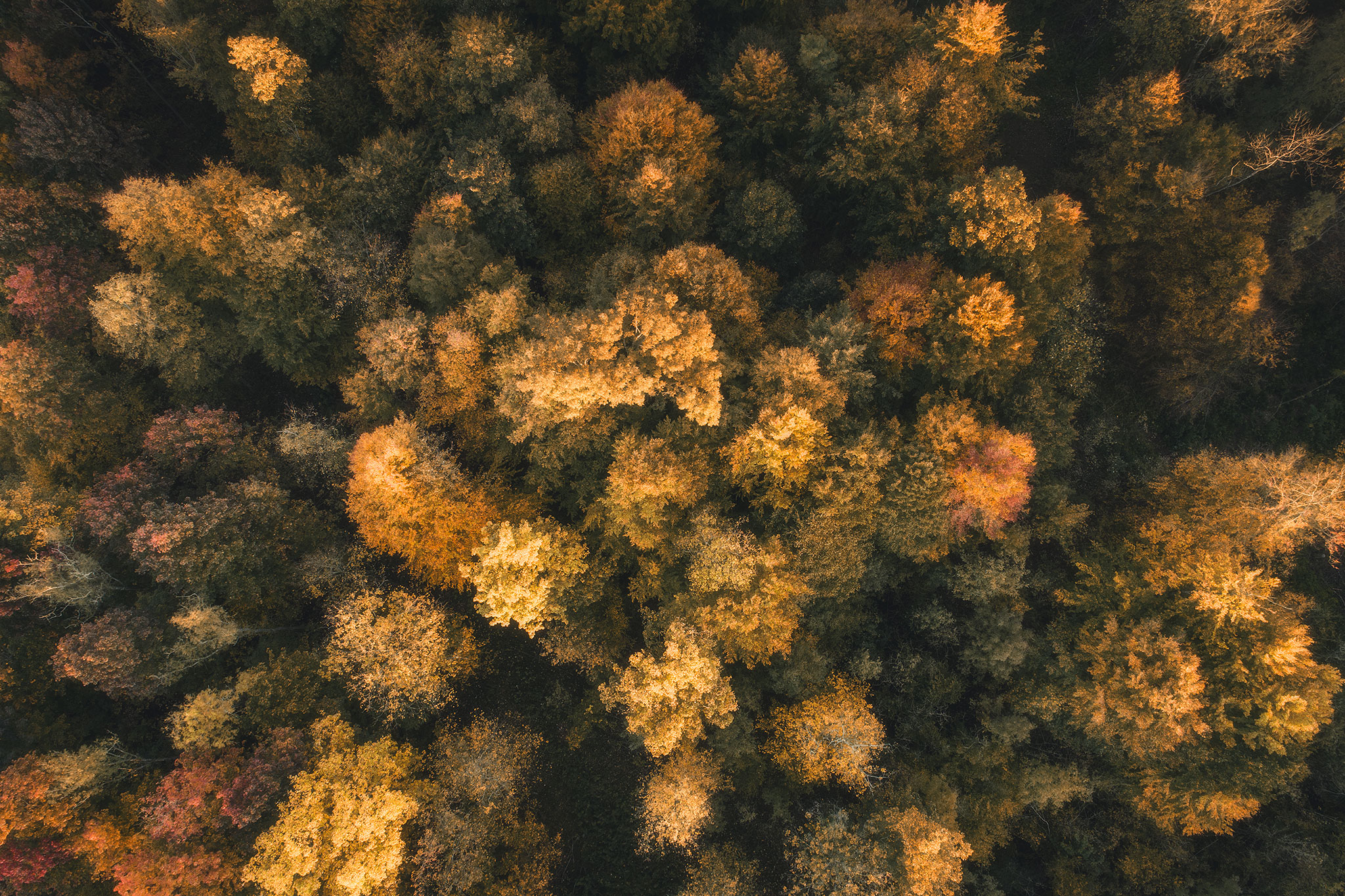 Rheinau-von-oben-Herbst_2